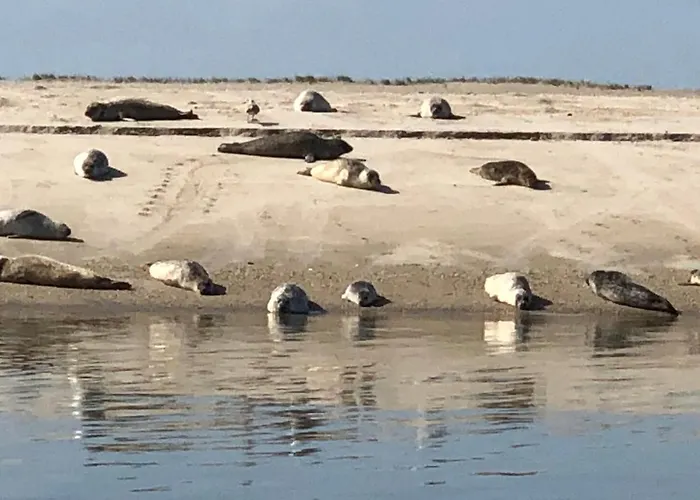 Trekvogels Hoern