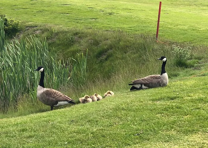 Trekvogels Hoern